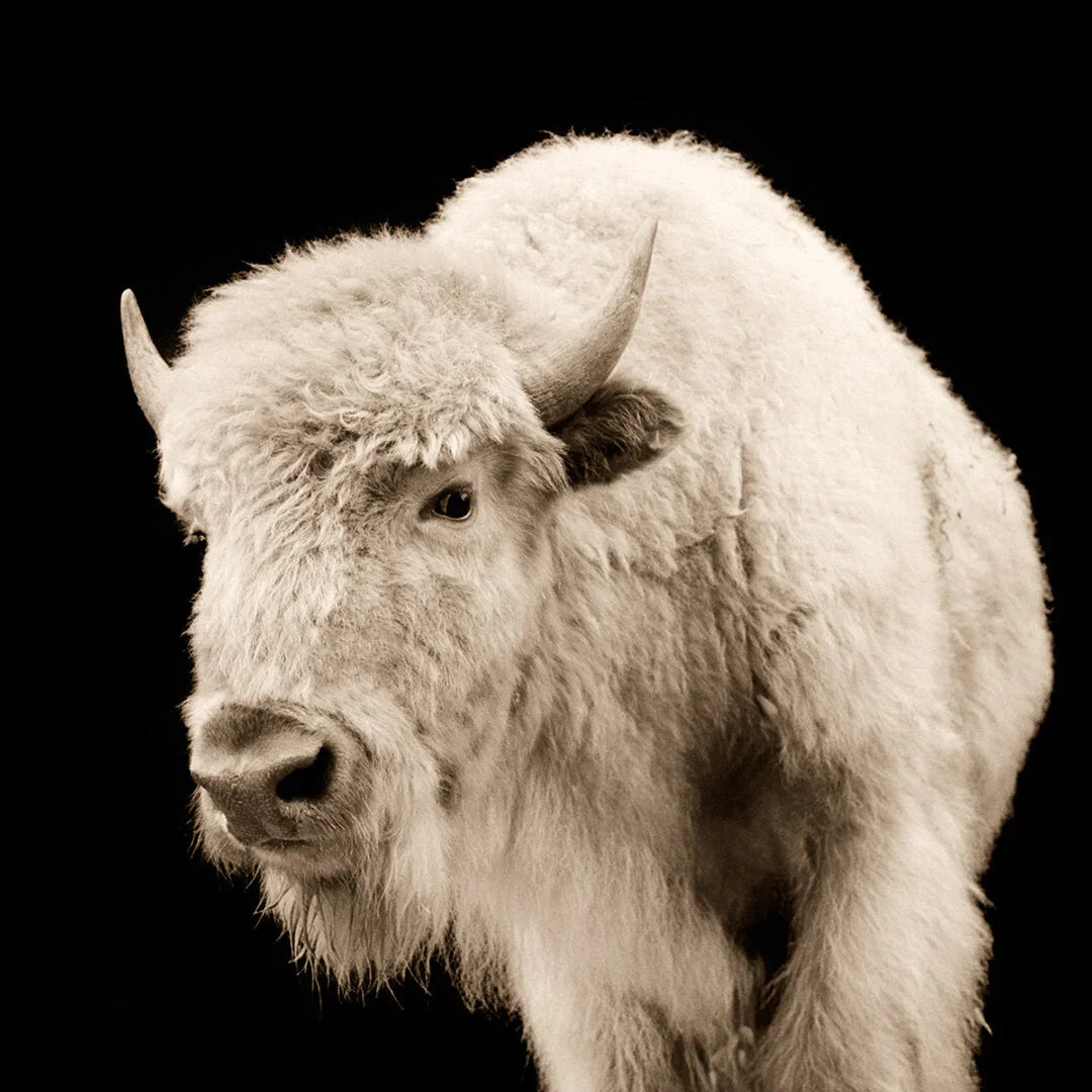 White Buffalo Calf I