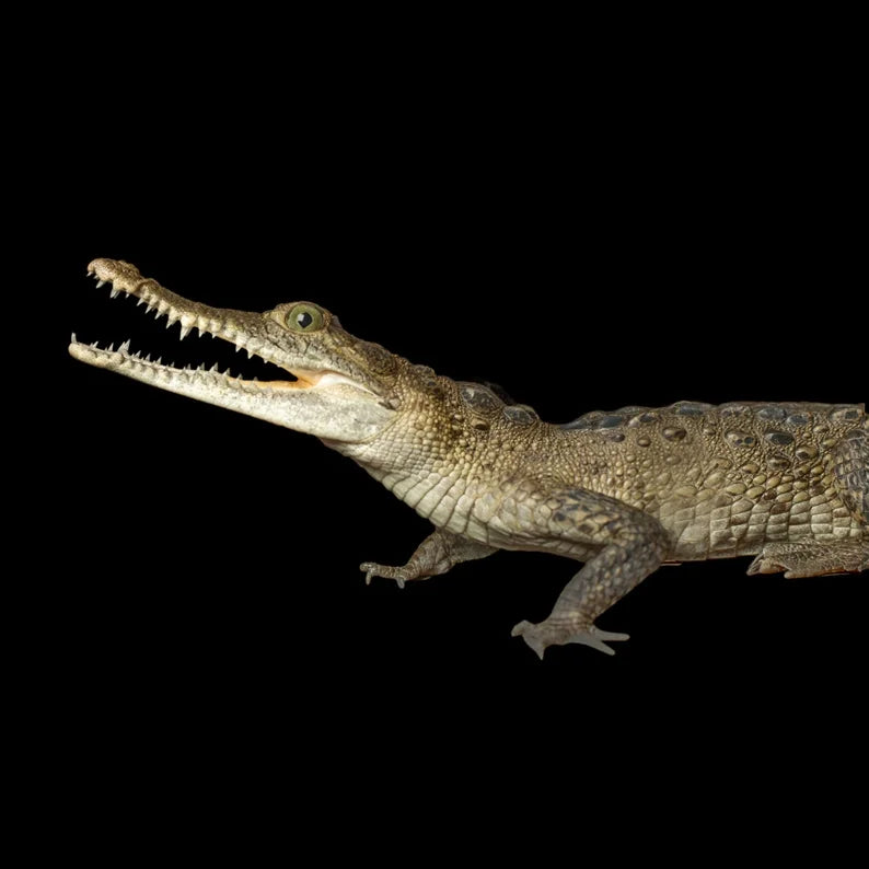 Crocodile