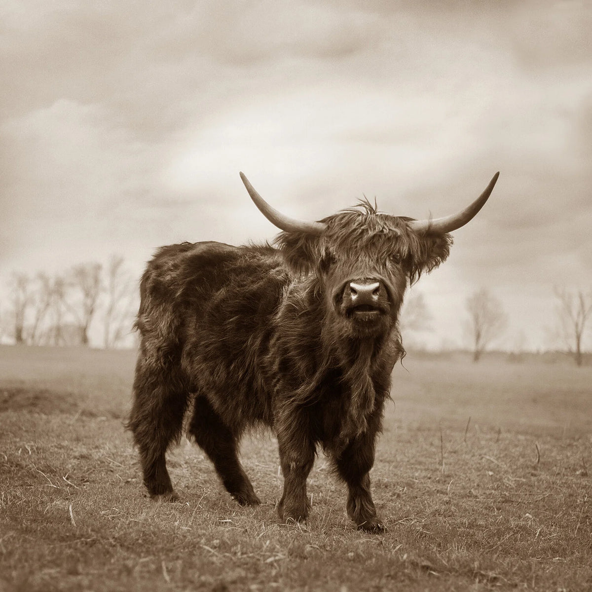 Black Highlander