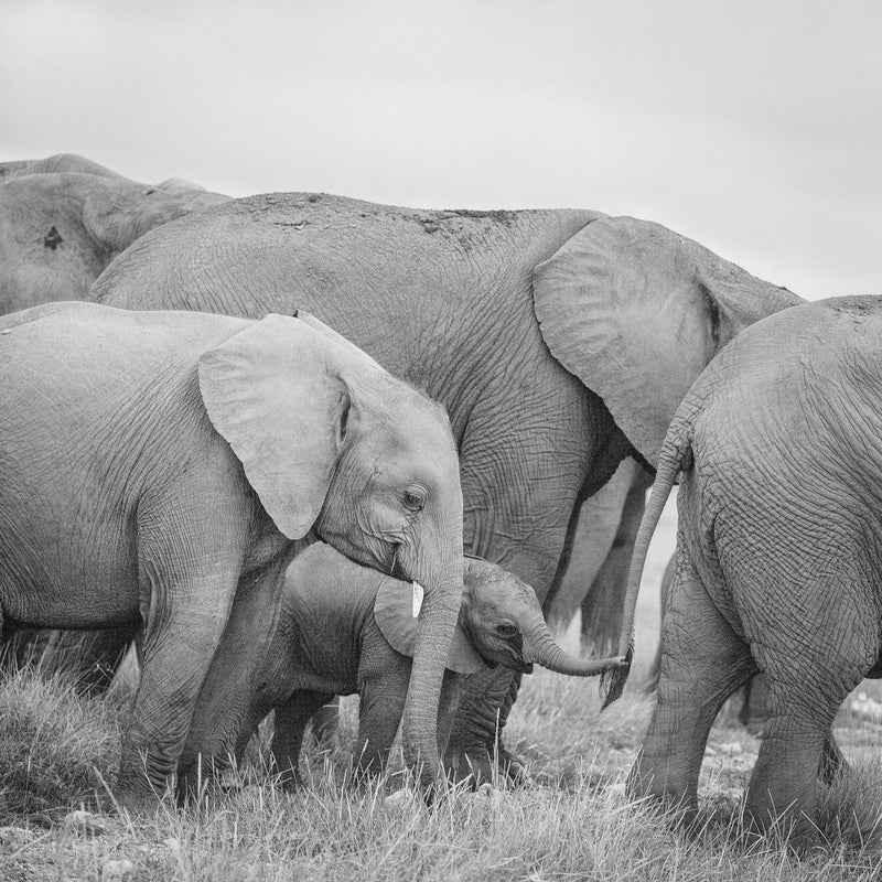 Elephants