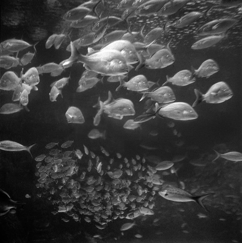 Reef Fish