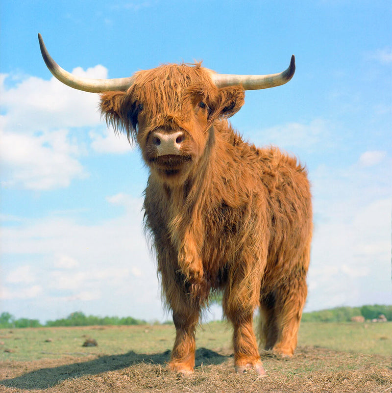Colorful Highlander