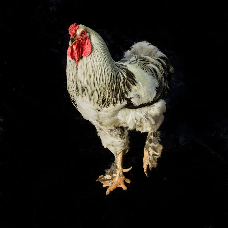 White Rooster
