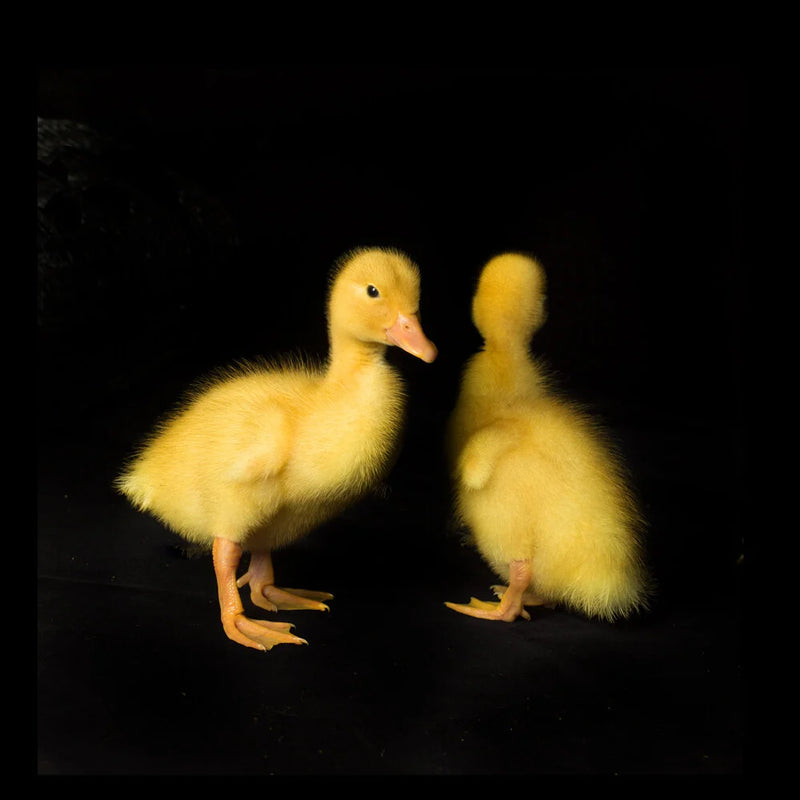 Ducklings