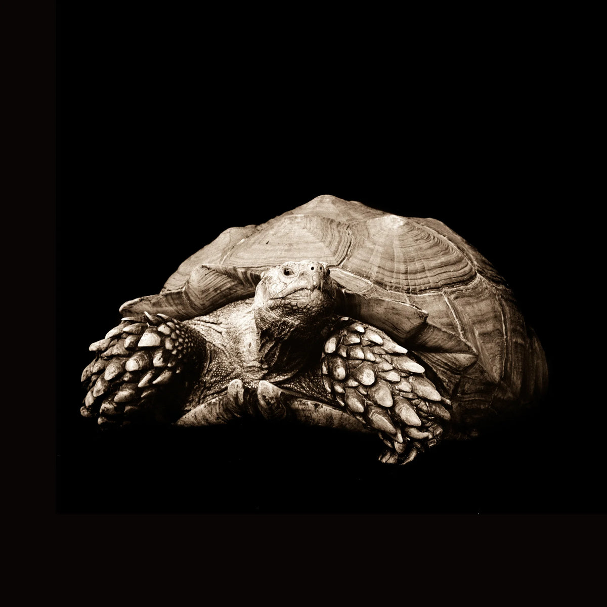 Turtle