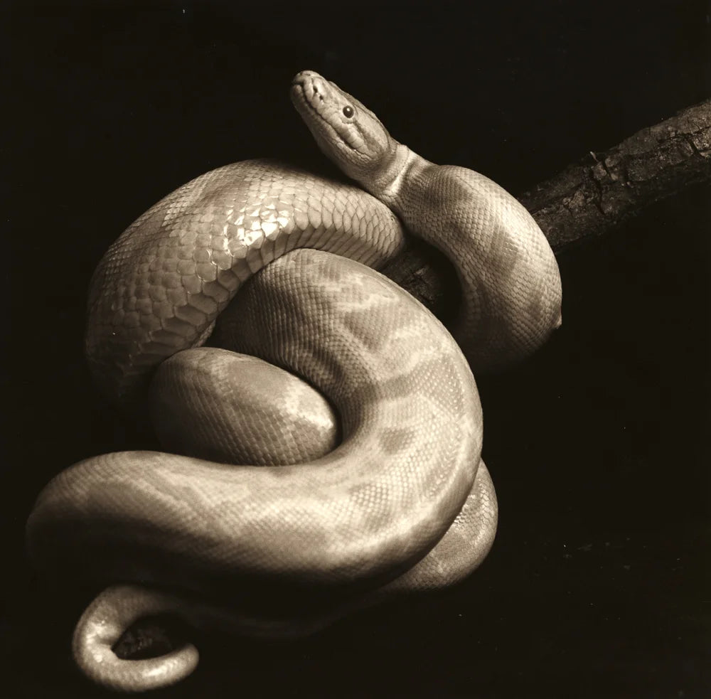 Python