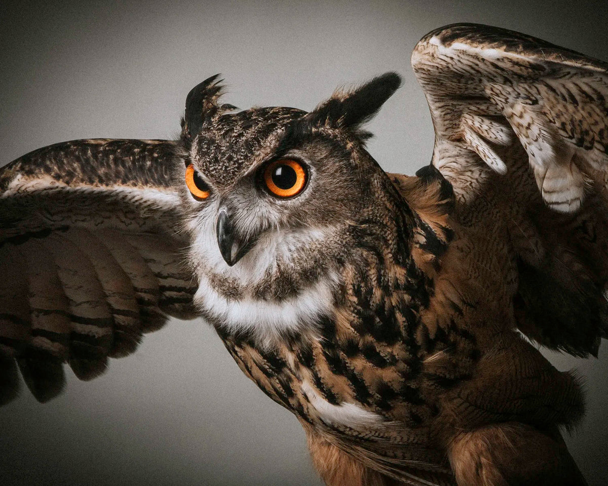 Sepi Great Horned Owl in Flight