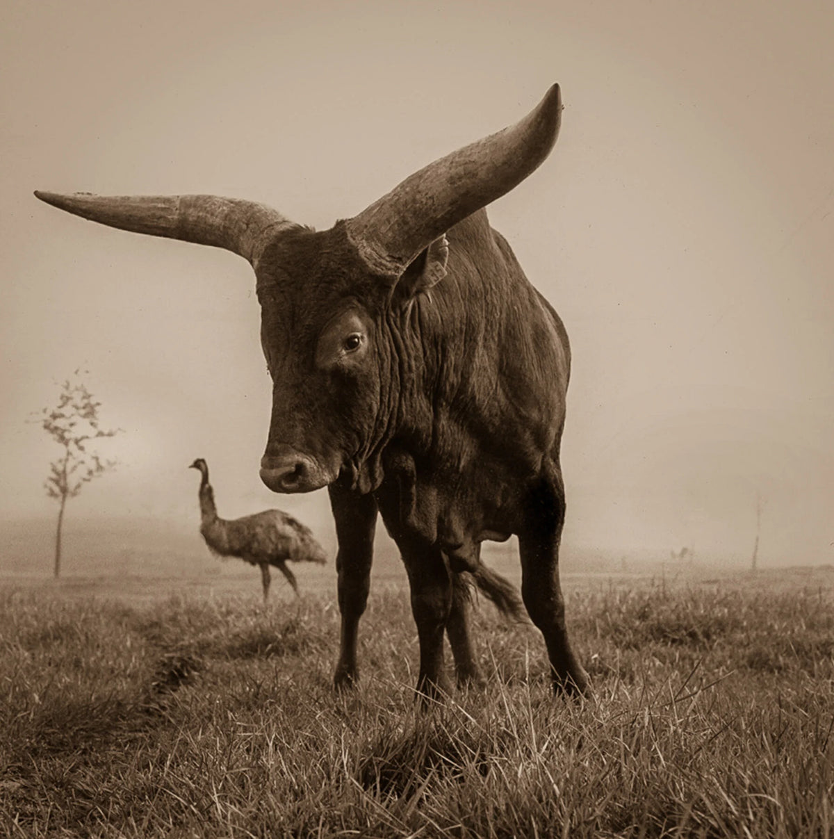 Watusi