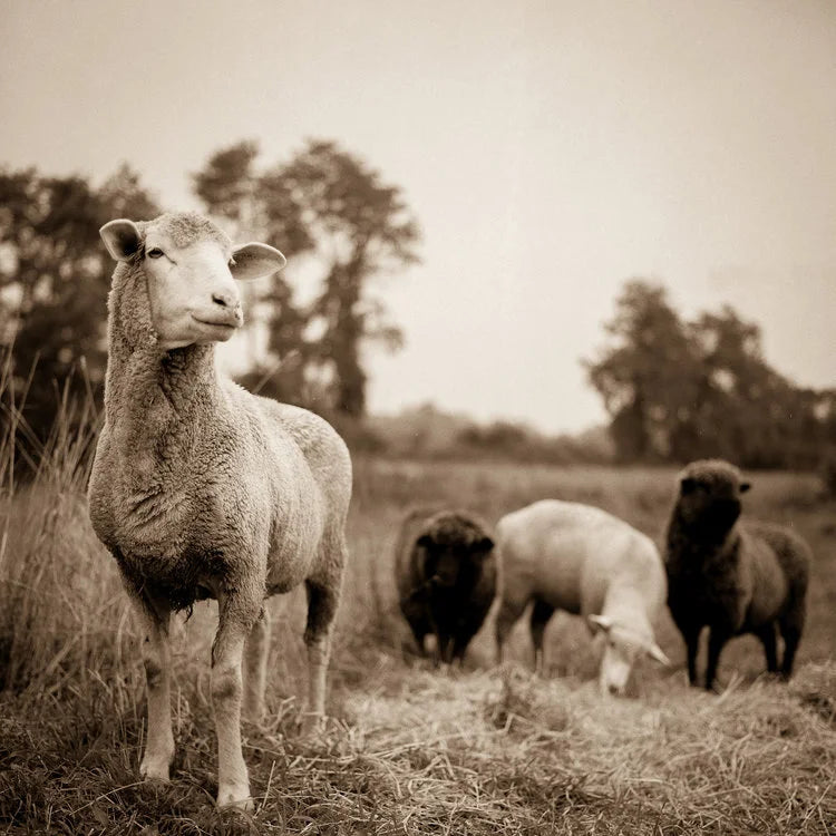 Loner Sheep with Flock