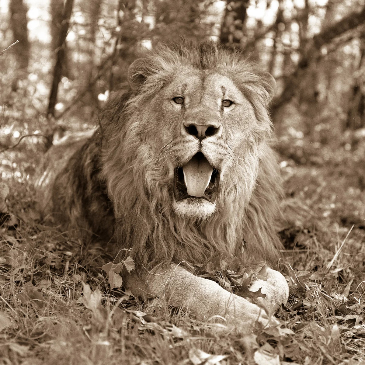 Lounging Lion