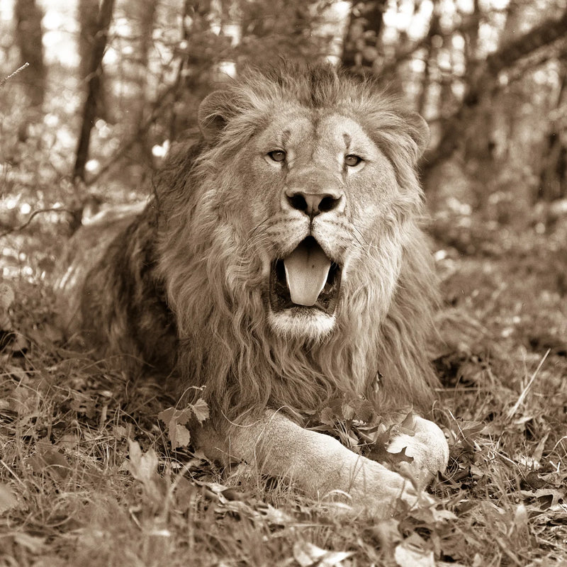 Lounging Lion