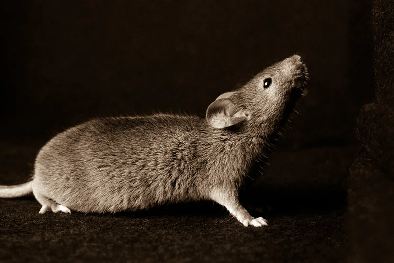 Mouse