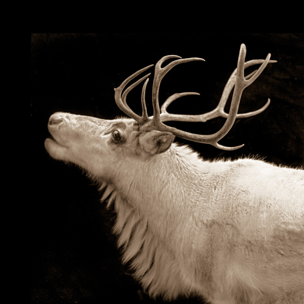 Reindeer