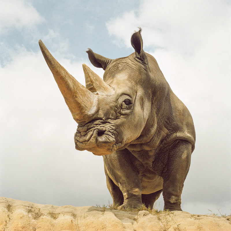 Rhino