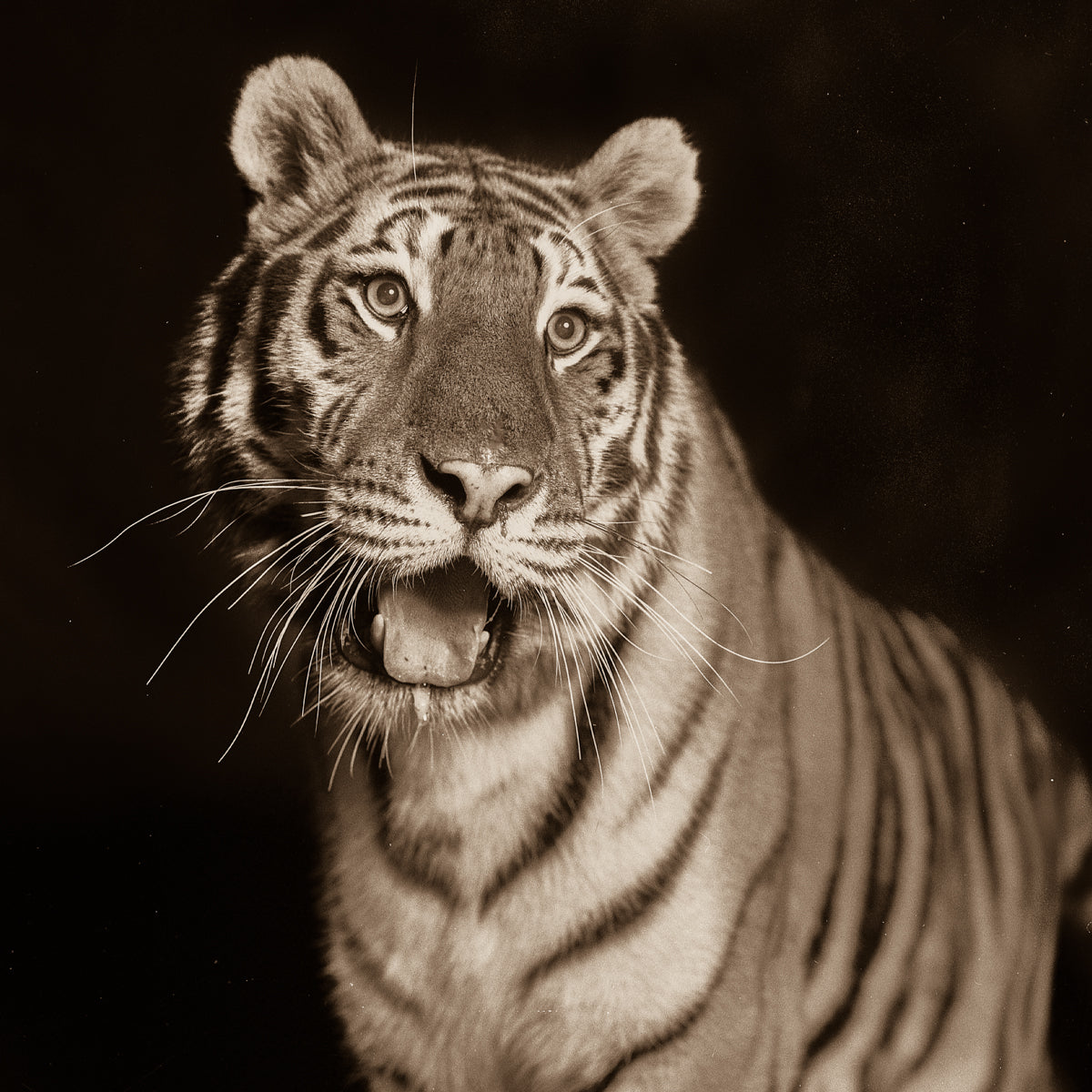 Sweet Tiger