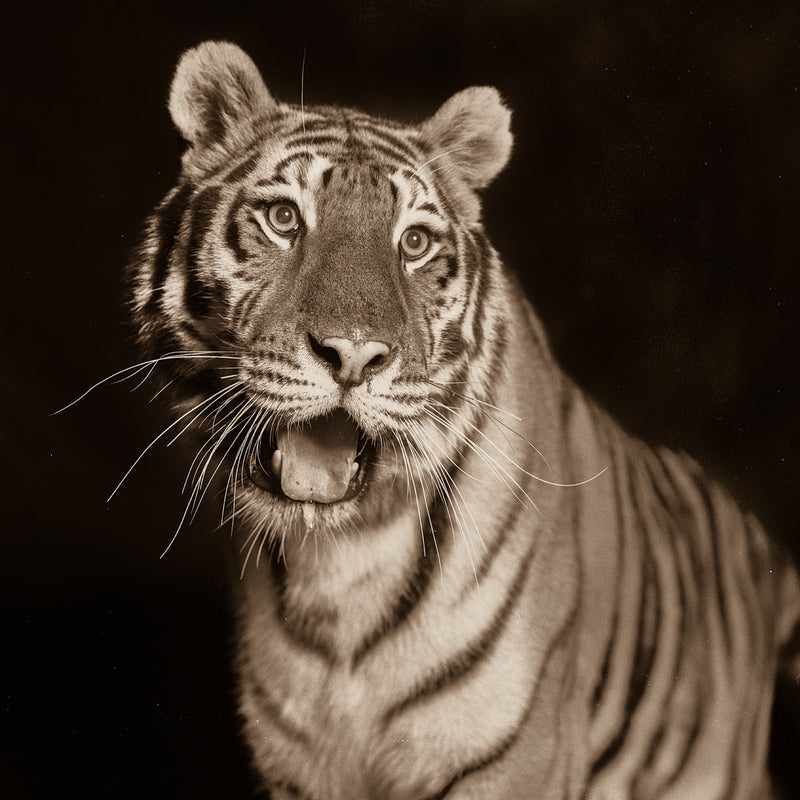 Sweet Tiger