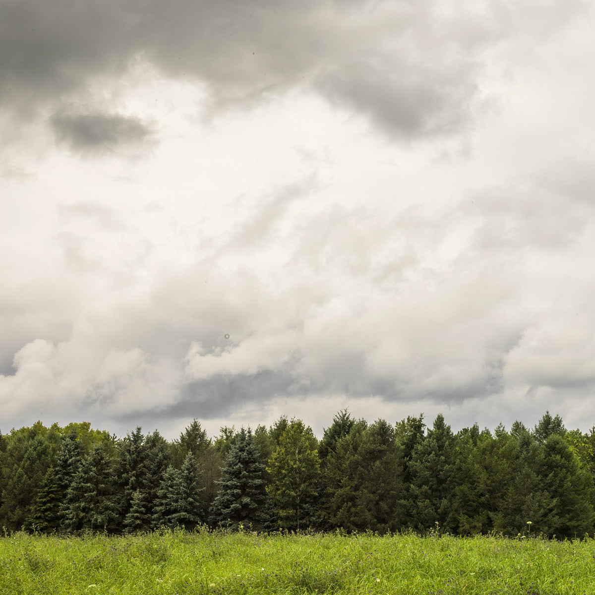 Cloud Field
