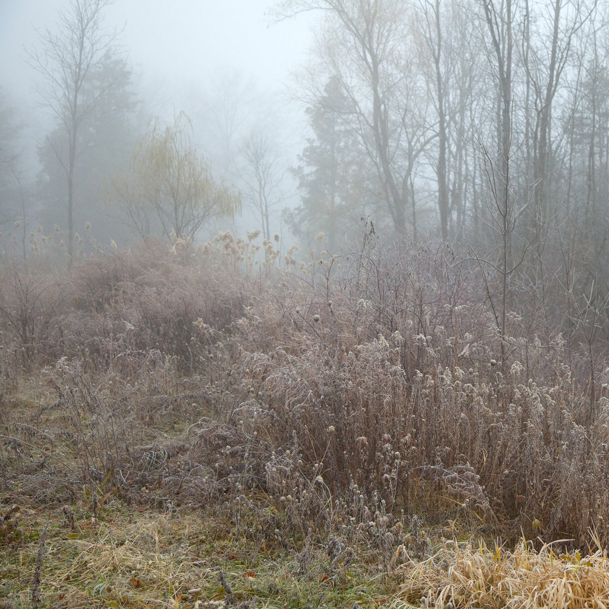 Frost Meadow II