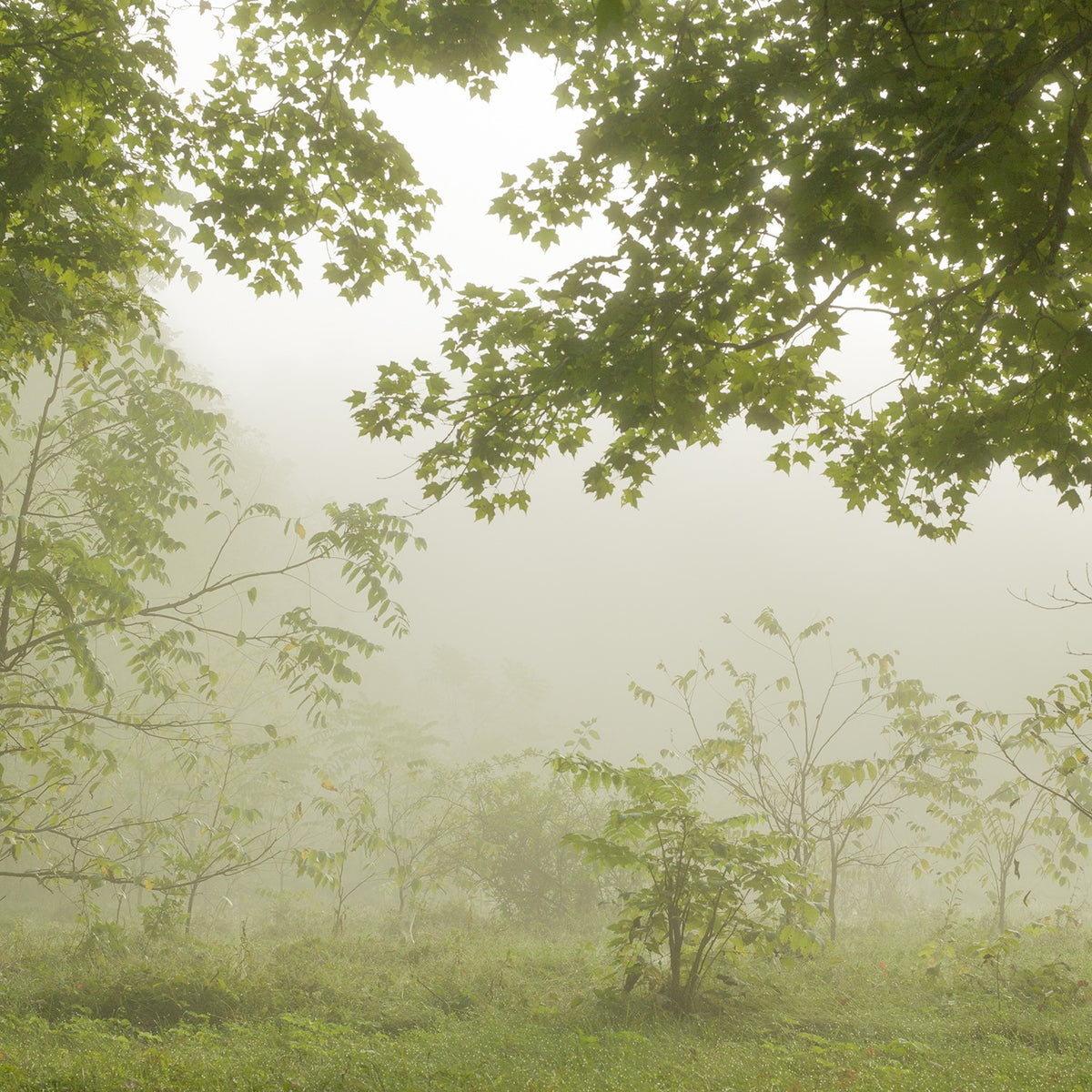 Morning Mist III