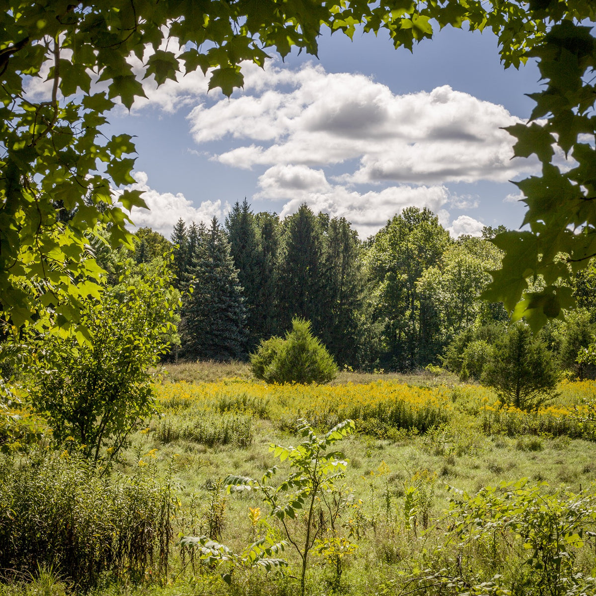 Summer Meadow