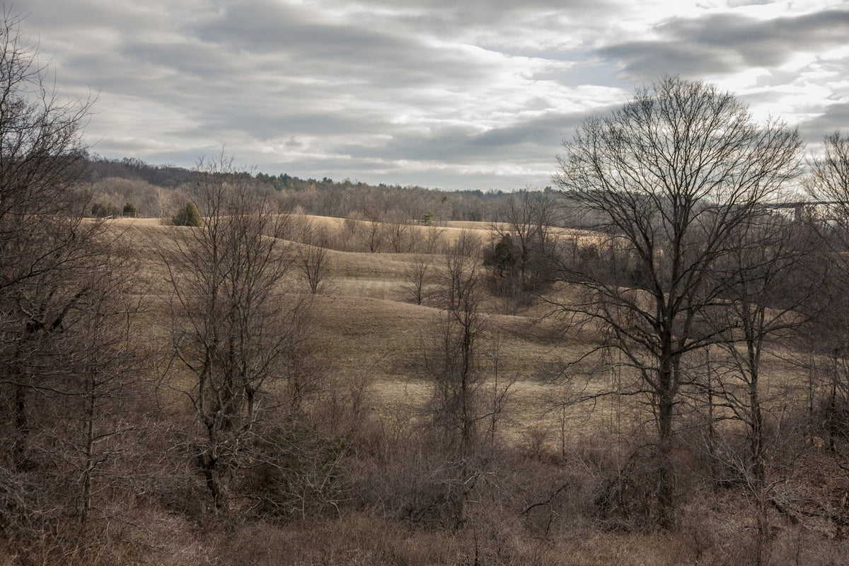 Winter Fields
