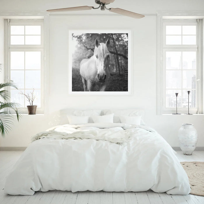 White Percheron, in a room