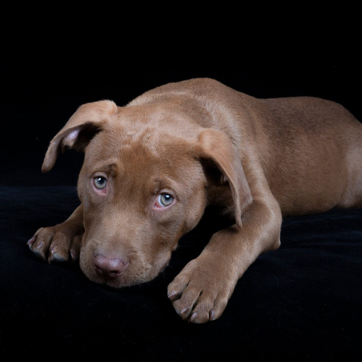 A brown puppy lies with its chin on its paws, looking up.