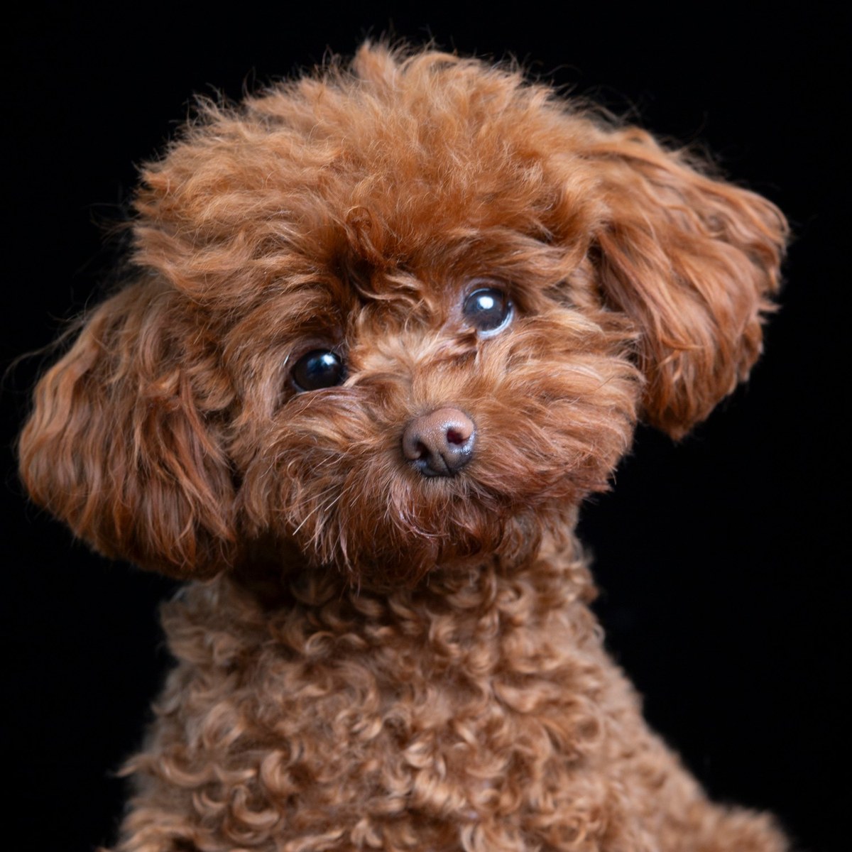 A small red poodle tilts its head against a black background.