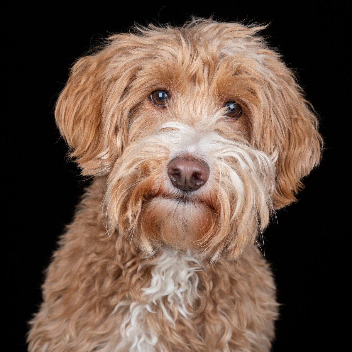 A tan and white doodle looks straight at the camera.