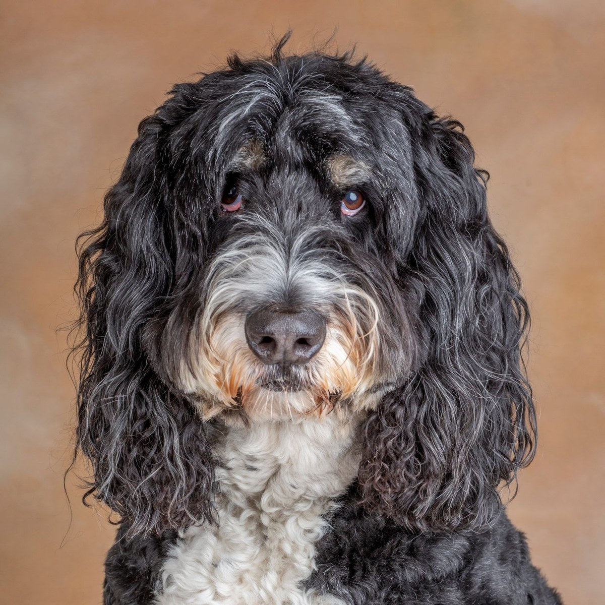 A black, grey and white doodle with long curly ears against a warm tan backdrop.