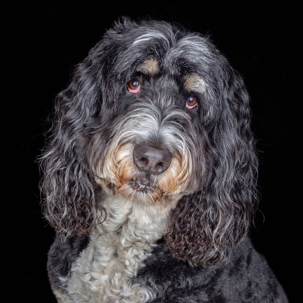 A black, grey and white doodle tilts its head against a black background.