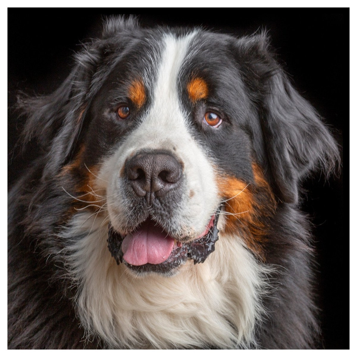 A Bernese mountain dog with its mouth open and tongue out.