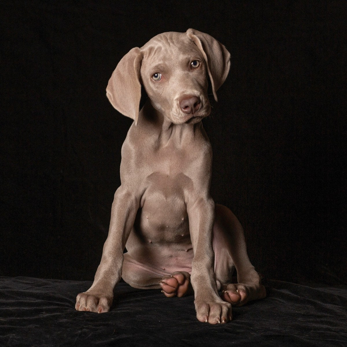 A grey Weimaraner puppy sits with its head tilted.