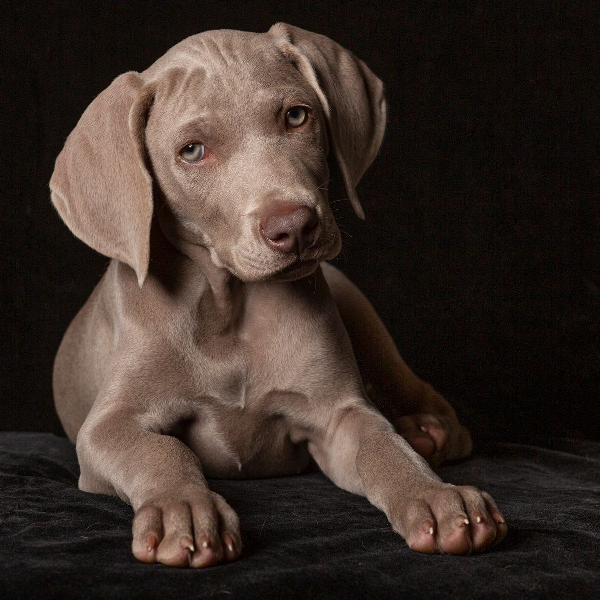 A grey Weimaraner puppy lies with its front paws stretched forward.