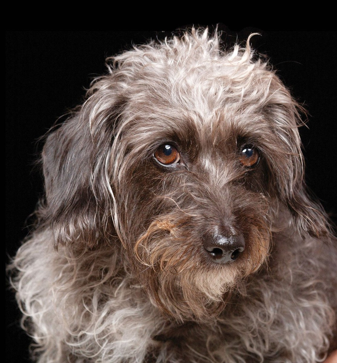 A scruffy grey dog with brown eyes looks off to one side.