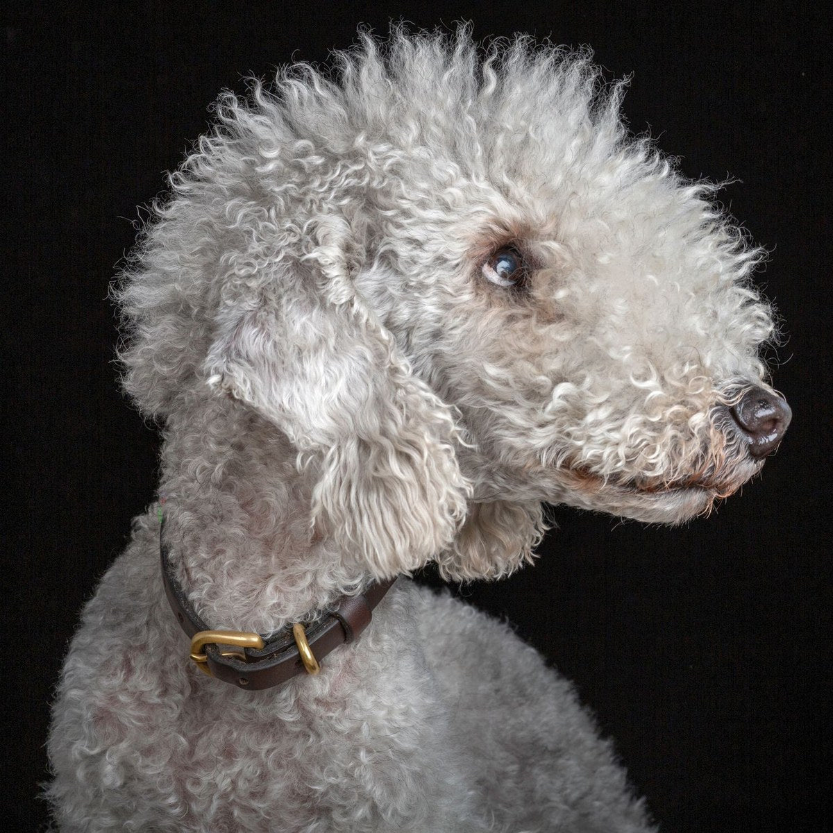 A curly grey dog in profile, wearing a leather collar.
