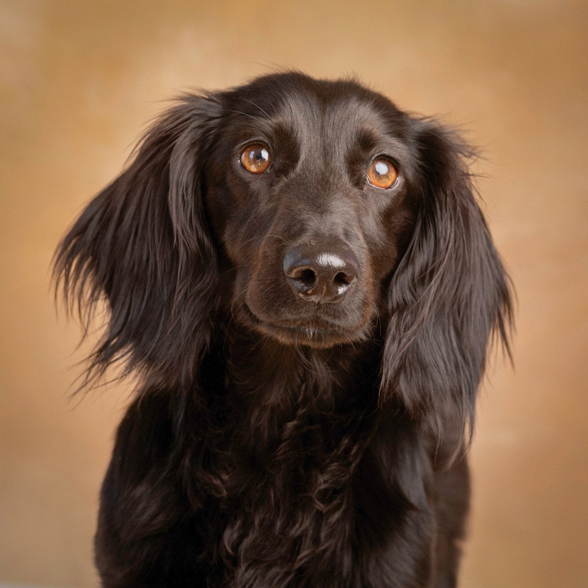 A dark brown long-eared dog looks up against a warm tan backdrop.