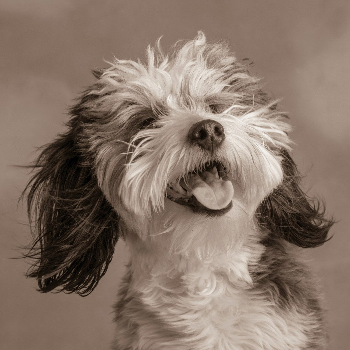 A shaggy dog with its ears blown back and its tongue out, in sepia.