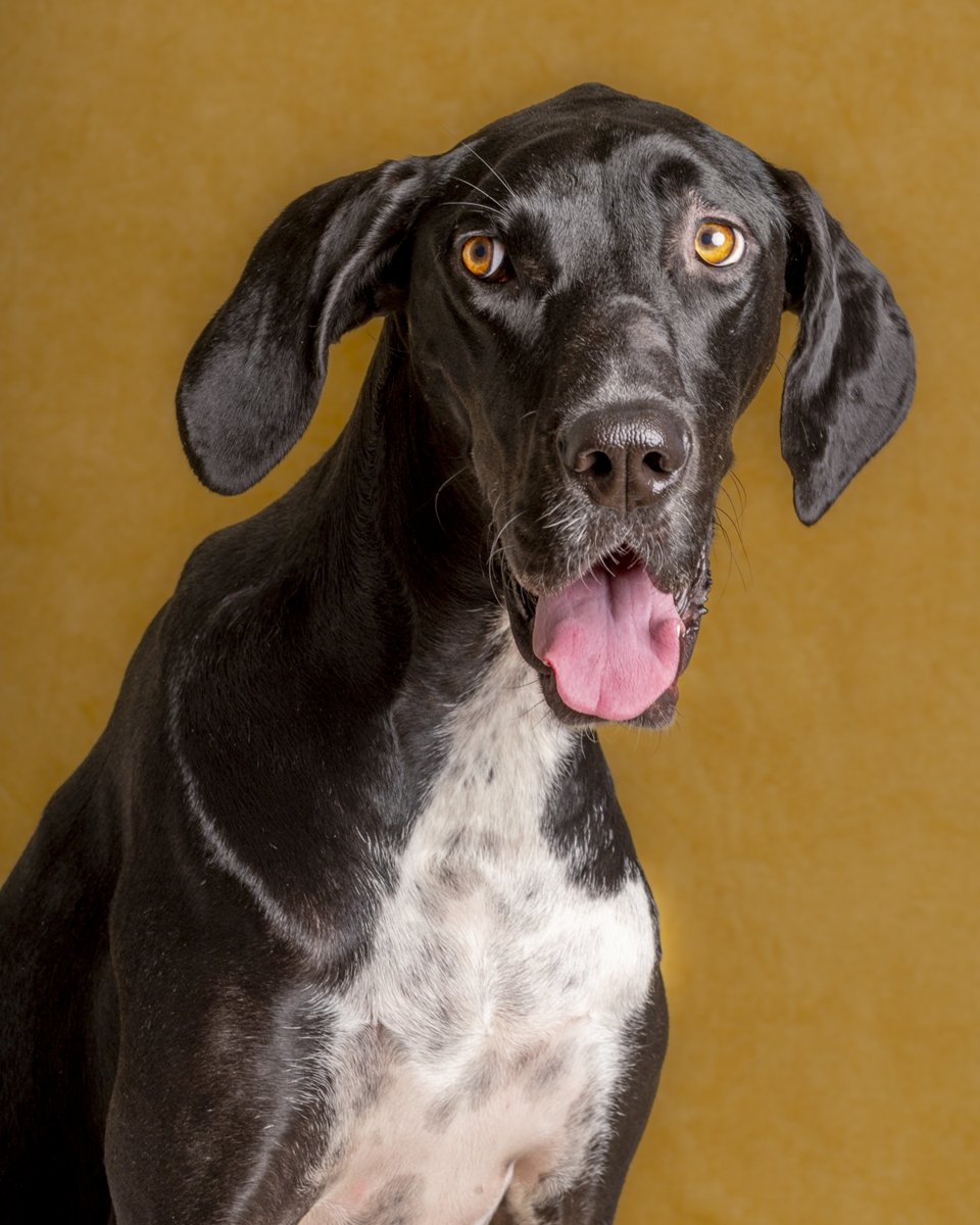 A black and white Great Dane with its tongue out against a mustard backdrop.