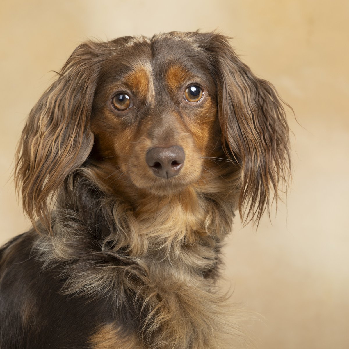 A long-haired brown dachshund looks straight at the camera against a warm tan backdrop.