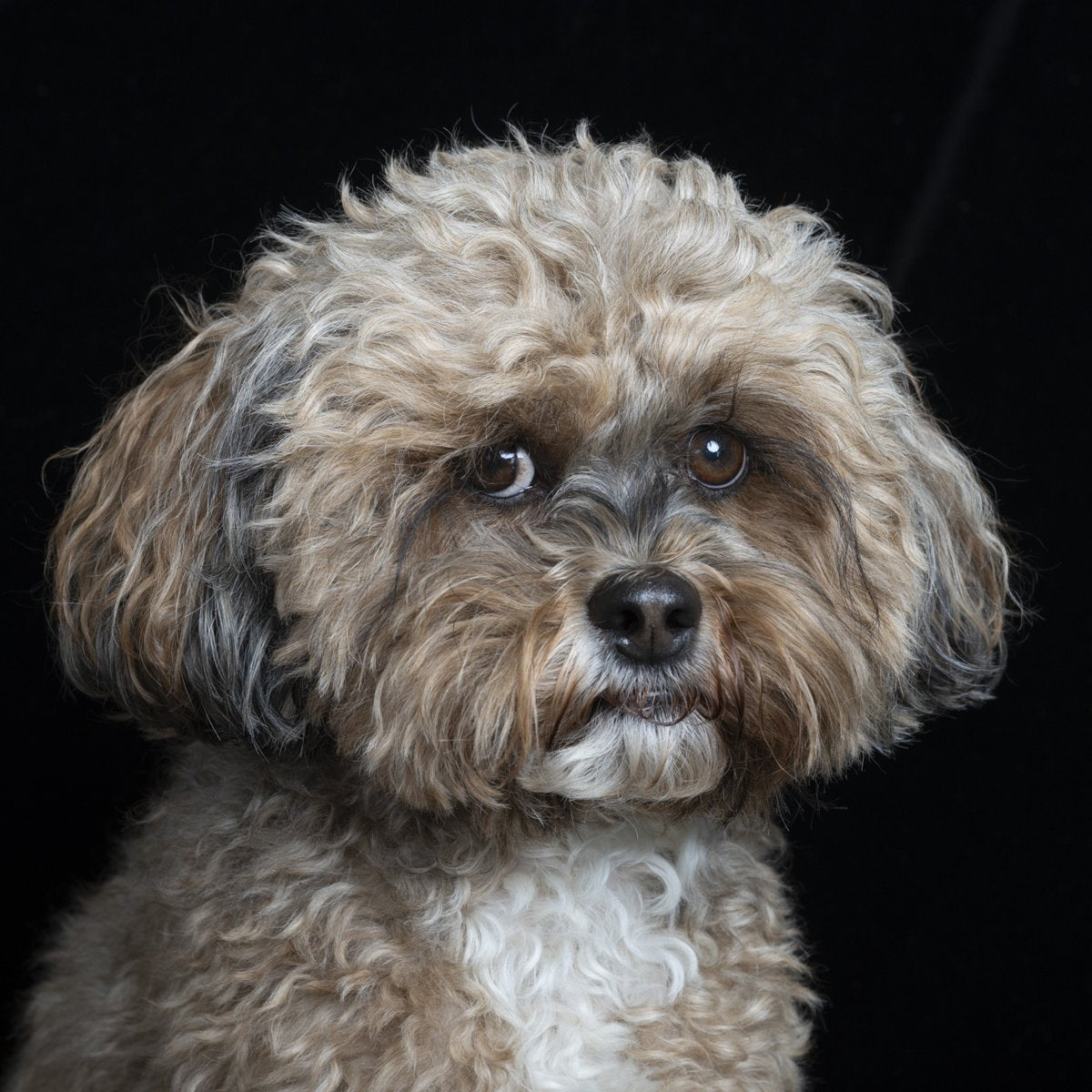A curly grey and tan doodle looks straight at the camera against a black background.