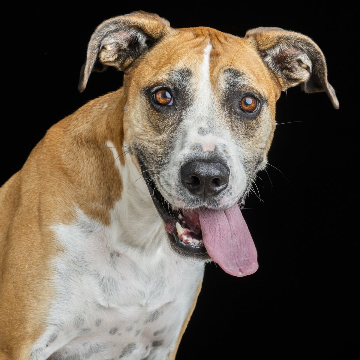 A tan and white dog with its tongue out against a black background.