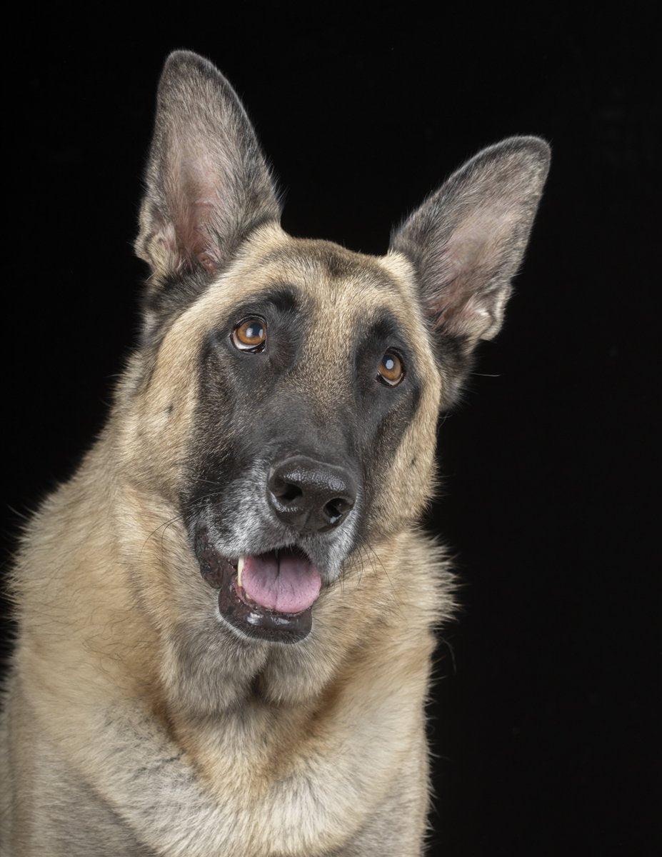 A German shepherd with its mouth open against a black background.