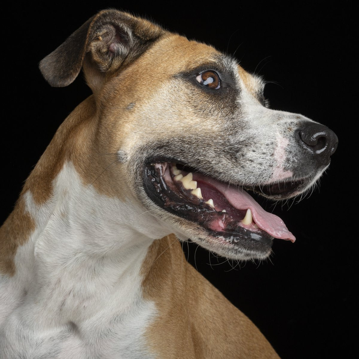 A tan and white dog in profile with its mouth open against a black background.