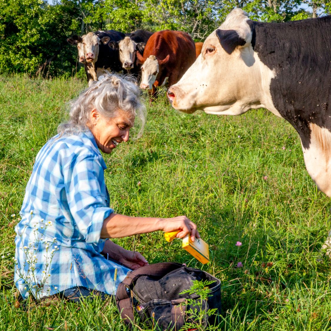 A grey-haired woman in a blue plaid shirt sits in a sunny pasture reaching into a camera bag, while a black and white cow leans in beside her and more cattle watch from behind.