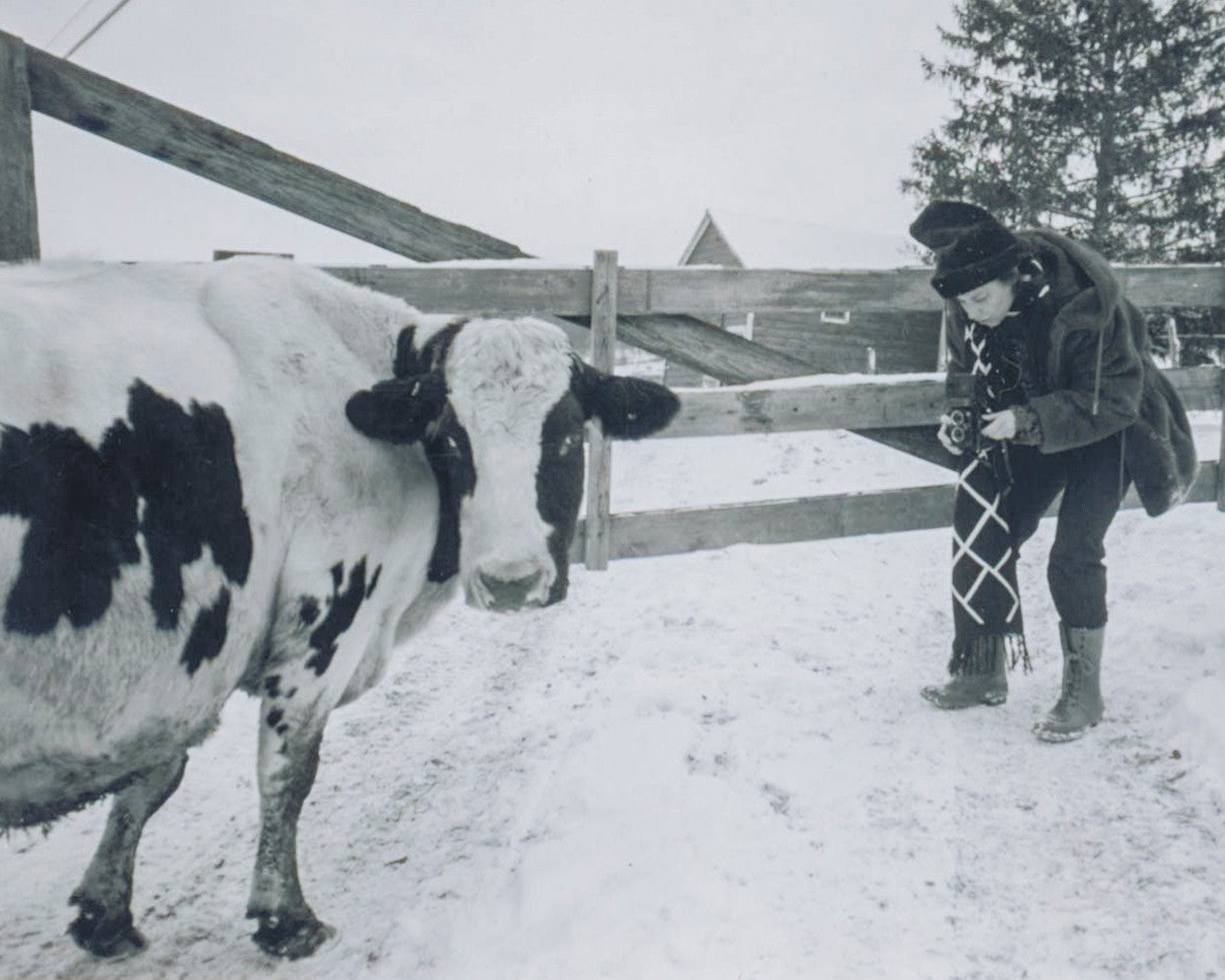 A woman in a winter coat and hat looks down into a twin-lens camera in a snowy barnyard, beside a black and white cow, in black and white.