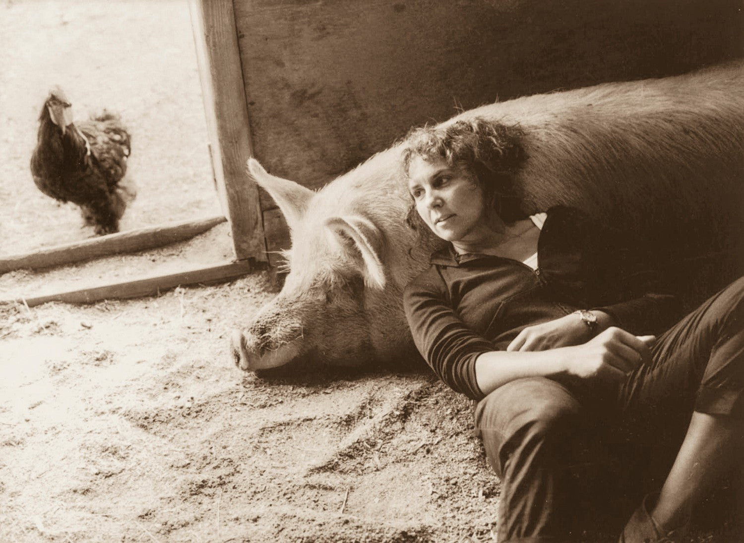 A woman leans back against a large pig lying on a barn floor while a hen looks in from the doorway, in sepia.