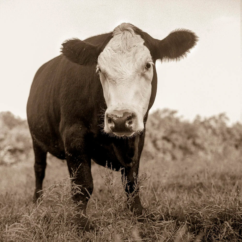 A black cow with a white face stands in tall grass and looks straight at the camera, in sepia.