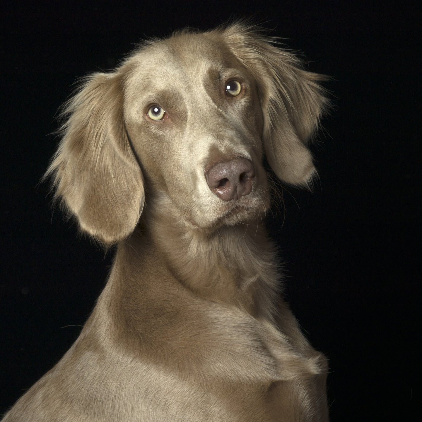 A dog portrait by Valerie Shaff, photographed against black.