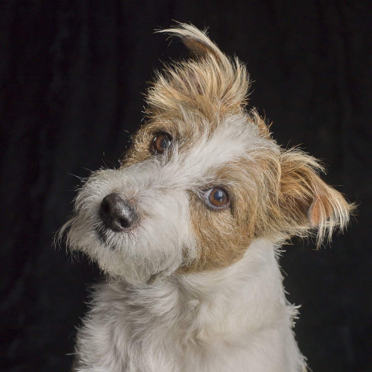 A dog portrait by Valerie Shaff, photographed against black.